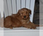 Small Photo #1 Goldendoodle-Poodle (Miniature) Mix Puppy For Sale in MIFFLINTOWN, PA, USA