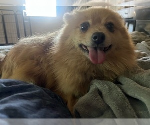 Pomeranian Dogs for adoption in FOWLER, OH, USA