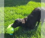 Small #3 Border Collie-Retriever  Mix