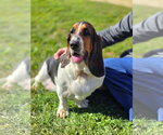 Small Photo #2 Basset Hound Puppy For Sale in Brookville, OH, USA
