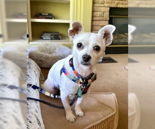 Medium Photo #4 Chihuahua-Unknown Mix Puppy For Sale in Bellevue, WA, USA