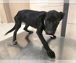 Small Labrador Retriever Mix