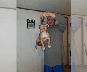 American Bully Mikelands  Puppy for sale in BIG STONE GAP, VA, USA