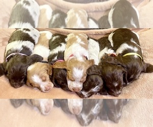 Brittany Litter for sale in ROME, GA, USA