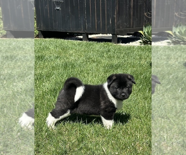 Medium Photo #1 Akita Puppy For Sale in DIXON, CA, USA