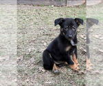 Small #1 German Shepherd Dog Mix
