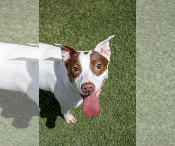 Medium Photo #1 Parson Russell Terrier-Pointer Mix Puppy For Sale in Amarillo, TX, USA