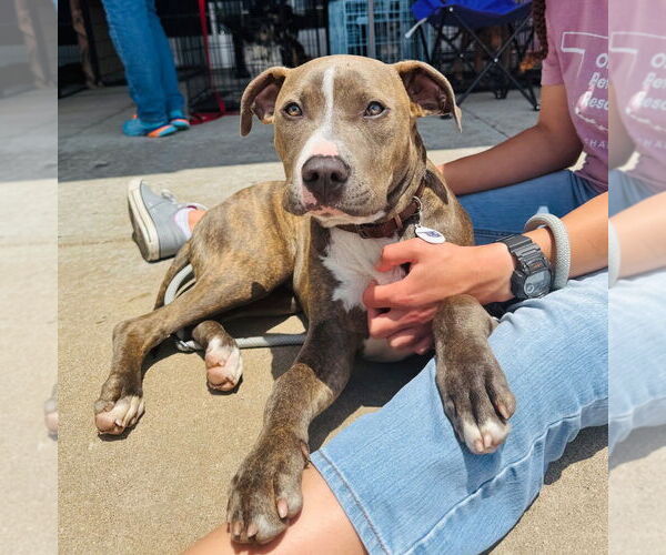 Medium Photo #14 American Pit Bull Terrier Puppy For Sale in Claremore, OK, USA
