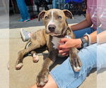 Small #13 American Pit Bull Terrier