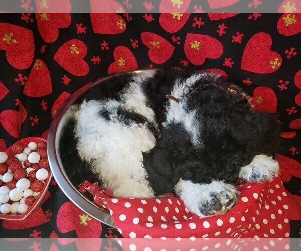 Medium Photo #7 Poodle (Standard) Puppy For Sale in EDGEWOOD, NM, USA