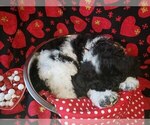Small Photo #7 Poodle (Standard) Puppy For Sale in EDGEWOOD, NM, USA