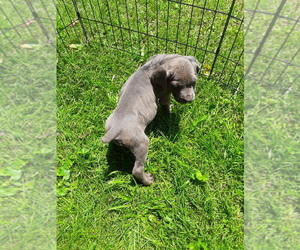 Cane Corso Puppy for Sale in MEADOWVIEW, Virginia USA