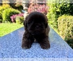 Small #14 Shih Tzu