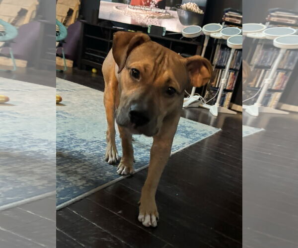 Medium Photo #2 Mutt Puppy For Sale in The Woodlands, TX, USA