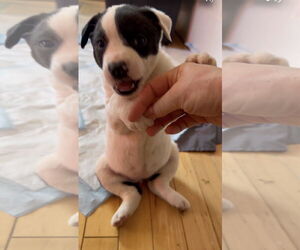 Shepradors Dogs for adoption in Princeton, MN, USA