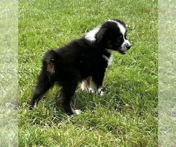 Medium Photo #6 Miniature Australian Shepherd Puppy For Sale in BELLVILLE, OH, USA
