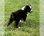 Small #5 Miniature Australian Shepherd