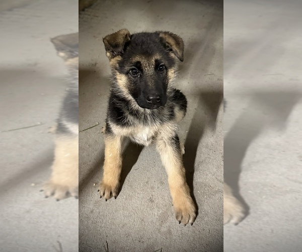 Medium Photo #2 German Shepherd Dog Puppy For Sale in MAYSVILLE, MO, USA
