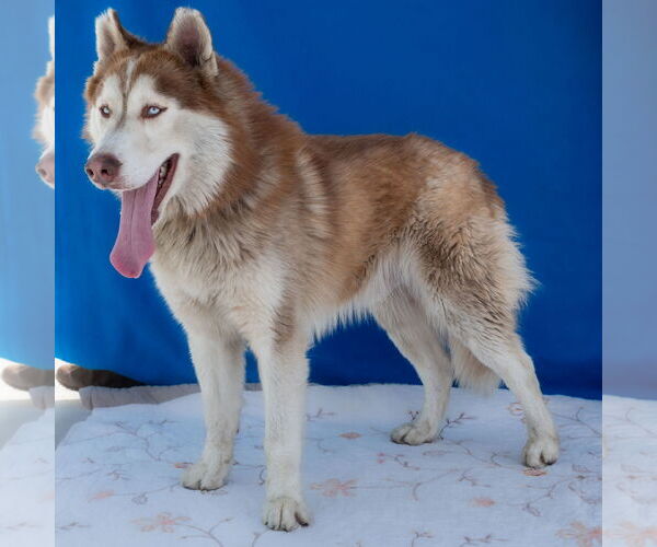 Medium Photo #2 Siberian Husky Puppy For Sale in Pasadena, CA, USA