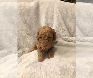 Poodle (Toy) Puppy for sale in CHATTANOOGA, TN, USA