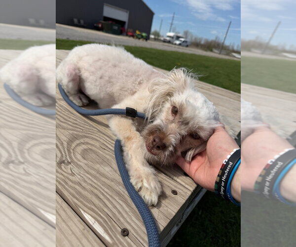 Medium Photo #3 Mutt Puppy For Sale in Pierceton , IN, USA