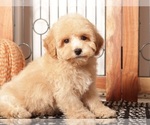Small #3 Poodle (Toy)
