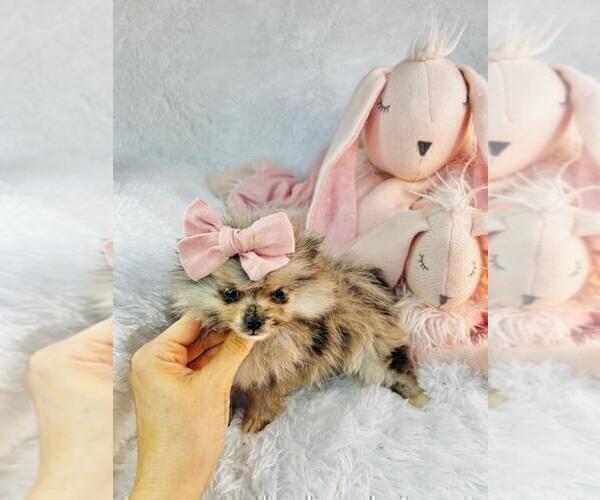 Medium Photo #3 Pomeranian Puppy For Sale in MIAMI, FL, USA
