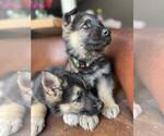 Small Photo #1 German Shepherd Dog Puppy For Sale in FENNVILLE, MI, USA