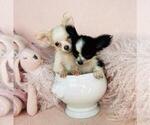 Small Photo #9 Chihuahua Puppy For Sale in FORT LAUDERDALE, FL, USA