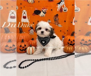 Mal-Shi Puppy for sale in WINNSBORO, LA, USA