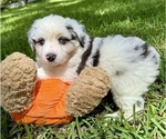 Small #14 Miniature Australian Shepherd