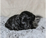 Small Photo #7 Schnoodle (Miniature) Puppy For Sale in AURORA, CO, USA