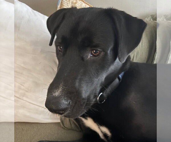 Medium Photo #1 Great Dane-Siberian Husky Mix Puppy For Sale in Bullard, TX, USA