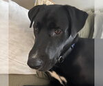 Nico - Male Great Dane-Siberian Husky Mix Dog for Adoption - Small photo