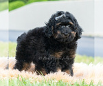 Small #3 Poodle (Miniature)