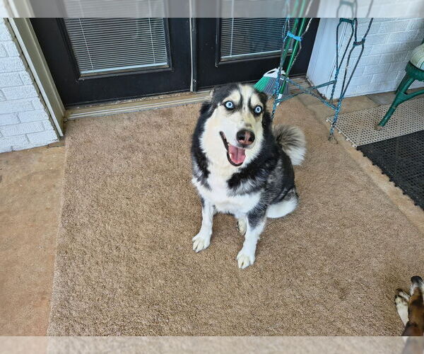 Medium Photo #1 Siberian Husky-Unknown Mix Puppy For Sale in Mooresville, NC, USA