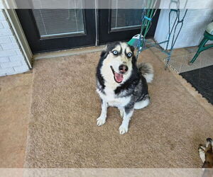 Siberian Husky-Unknown Mix Dogs for adoption in Mooresville, NC, USA