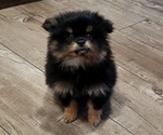 Small #2 Pomeranian