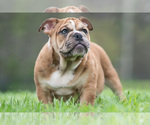 Small #12 Bulldog