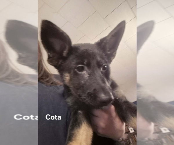 Medium Photo #1 German Shepherd Dog Puppy For Sale in KALEVA, MI, USA