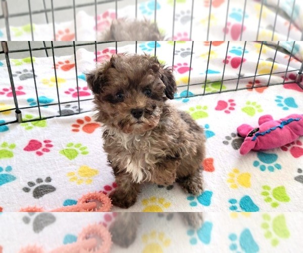 Medium Photo #14 Poodle (Toy) Puppy For Sale in ORO VALLEY, AZ, USA