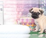 Small Photo #7 Pug Puppy For Sale in BEL AIR, MD, USA