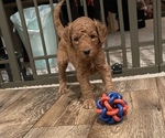 Small #4 Goldendoodle