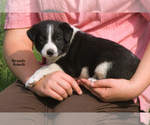 Image preview for Ad Listing. Nickname: Litter of 7