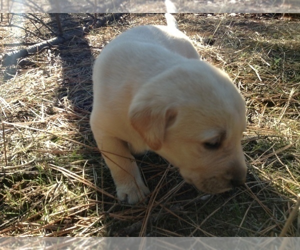 Medium Photo #1 Labrador Retriever Puppy For Sale in BURIEN, WA, USA