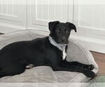 Small #2 American Pit Bull Terrier-Labrador Retriever Mix