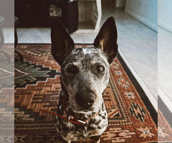 Medium Photo #3 Mutt Puppy For Sale in phoenix, AZ, USA