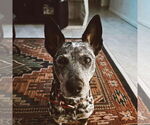 Small #2 Mutt