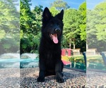 Small #4 German Shepherd Dog