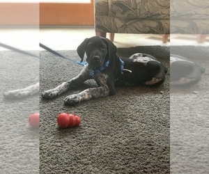 German Shorthaired Pointer Puppy for sale in DERWOOD, MD, USA